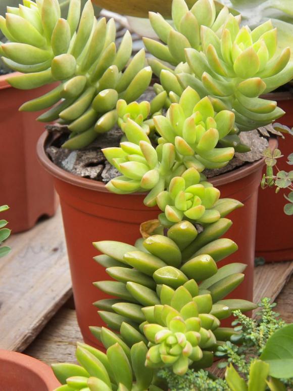 多肉黄丽就该富养,三年就能变成悬崖老桩,颜色黄中透红,真漂亮