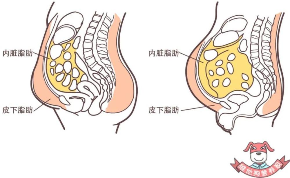 这种普遍都是内脏脂肪偏多造成的.