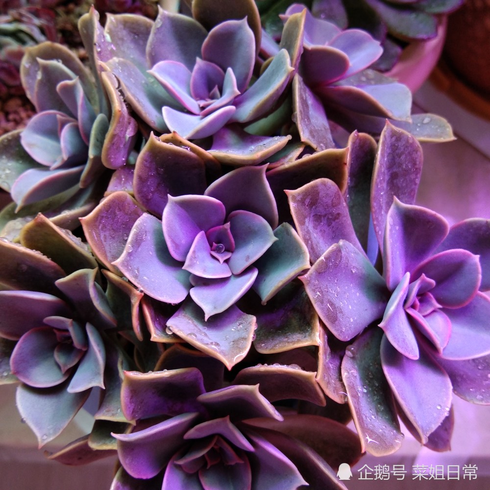 紫珍珠多肉(紫珍珠多肉图片)