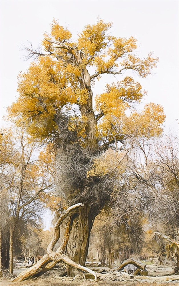 林草科普胡杨大自然塑造的英雄树