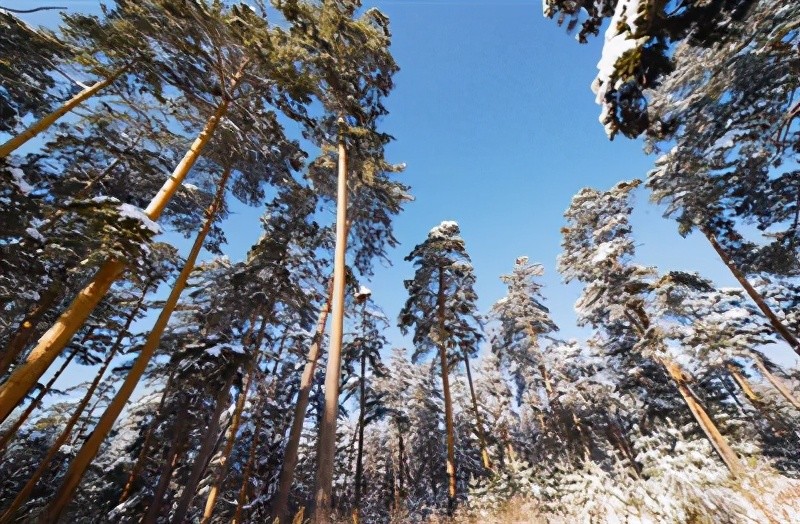 林草科普 松树 傲骨挺立天地间 腾讯新闻