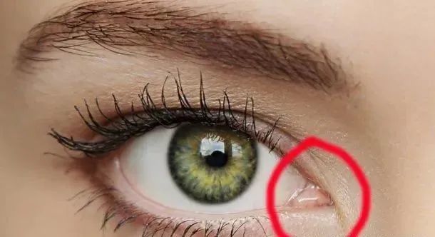 而人类的瞬膜退化为残存在眼内角,不能活动的半月皱襞,而湿润眼球必须