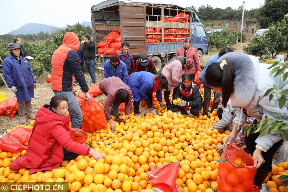 湖南道县脐橙飘香采摘忙