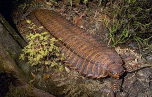 洞熊,亚欧大陆更新世时期的巨熊,在当时与巨型短面熊同为庞然大物.