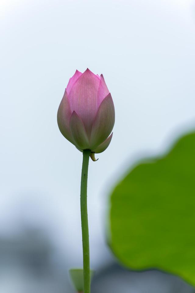 重庆华岩寺13张图片带你欣赏最具禅意的荷花绝对不虚此行