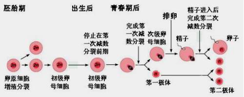 包括精子和卵子的活化,獲能,頂體反應和將來胚胎的發育做好充分準備