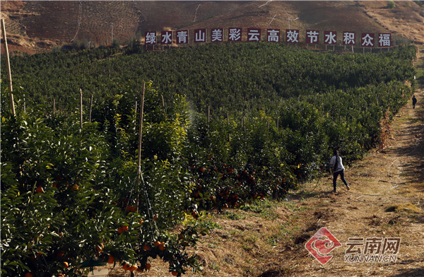 云南宾川昔日荒山坡变成花果山