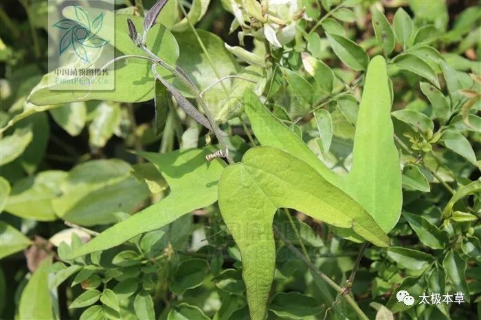 羊蹄暗消见过吗健胃理气止泻治消化不良胃痛腹痛腹胀腹泻