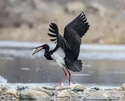 鸟中大熊猫现身汉中这里