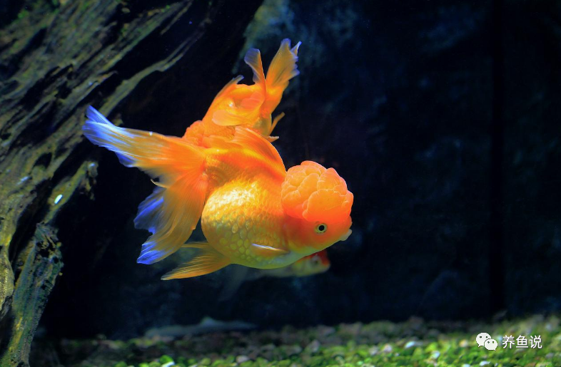 用增氧造流过滤设备养金鱼 基本属于不会养 养好金鱼核心在水流 腾讯新闻