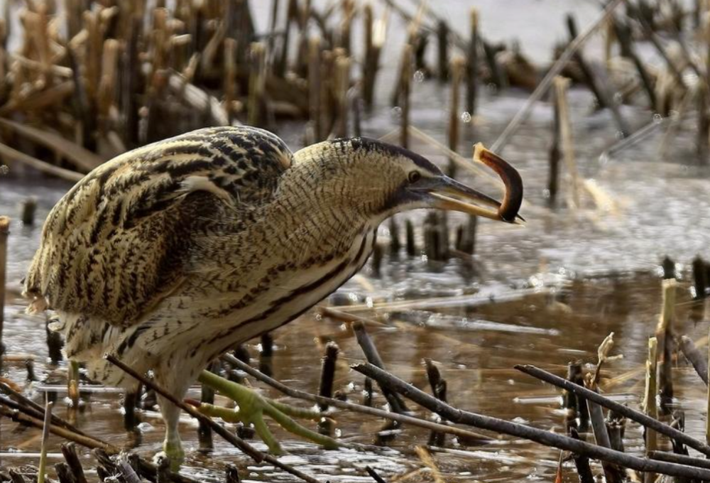 科普|哞哞叫的除了牛之外还有这种鸟_腾讯新闻