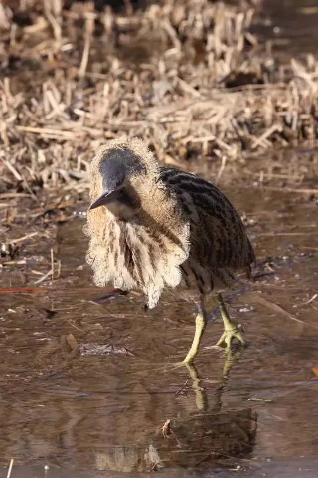 科普|哞哞叫的除了牛之外还有这种鸟_腾讯新闻