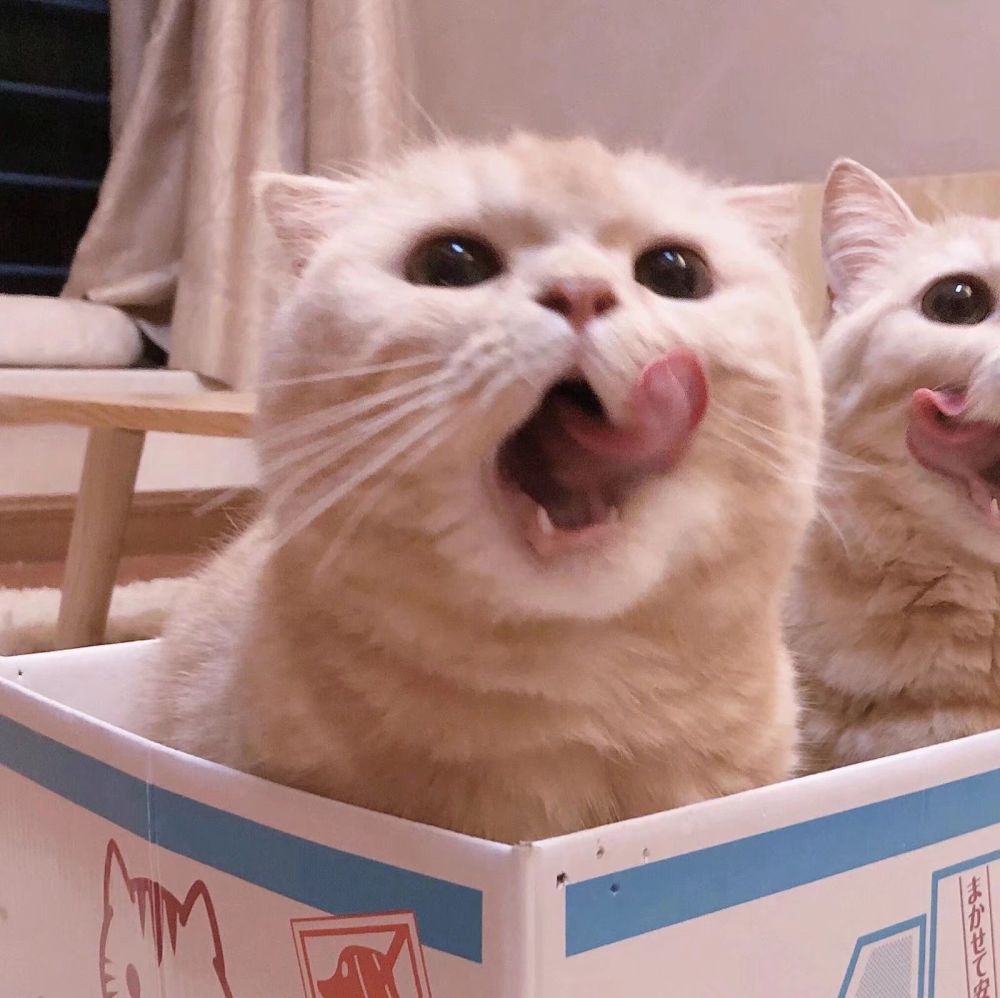 憨憨情头就问你每天刷那么多情头有用么