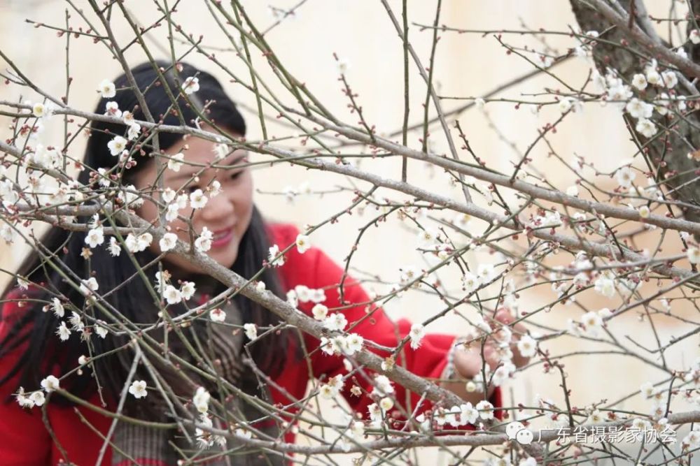 香雪满山谷—广东摄影家采风团走进陆河