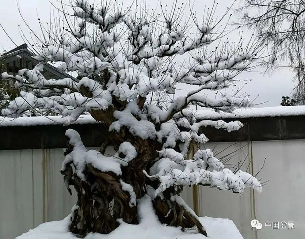 欣赏雪中盆景掌握树桩盆景冬季病害预防方法