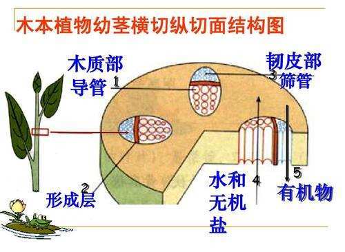 农村老人说榆树皮可以磨面吃是不是真的呢树皮还能磨面吗