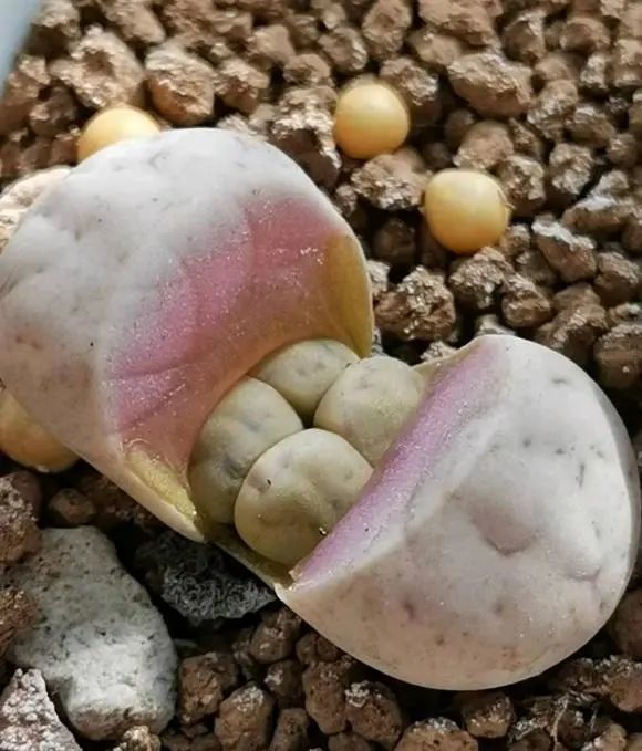 生石花徒长扒皮解决过程很解压小苗接受光照有效降徒