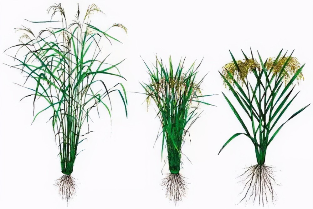 主要体现在理论研究上,是他首先提出了水稻雄性不育系,基于此,才有了