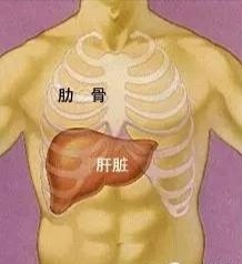 肝脏的位置女性图片