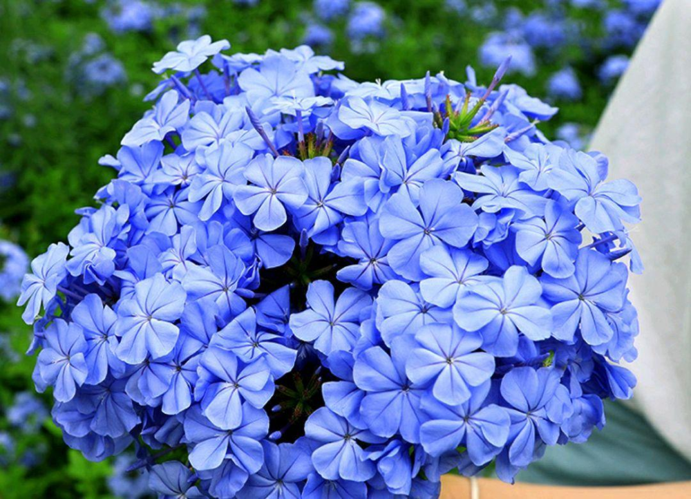 蓝雪花冬季养护不能大意,做好这3点,安全越冬,来年轻松开爆盆