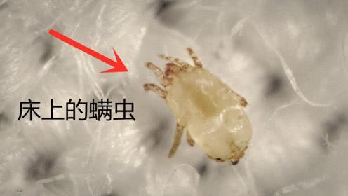 床垫上的螨虫