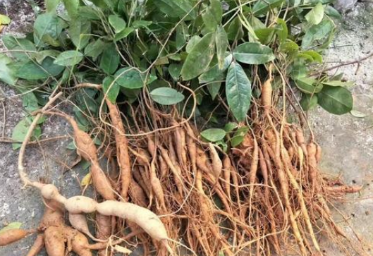 导读:牛大力被称为"南方小人参",一斤高达200元,有何价值?