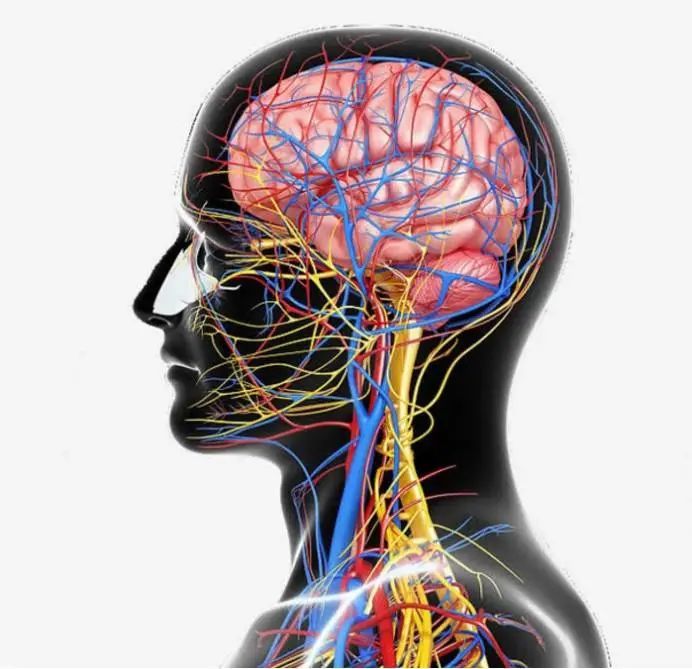 人类大脑正在萎缩?科学家作出回应:更应该担心未来人不会说话