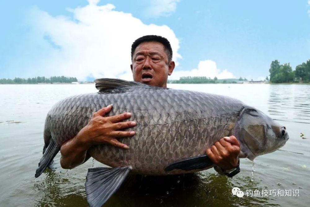 钓青鱼怎样泡窝料?钓青鱼的窝料分析_腾讯新闻