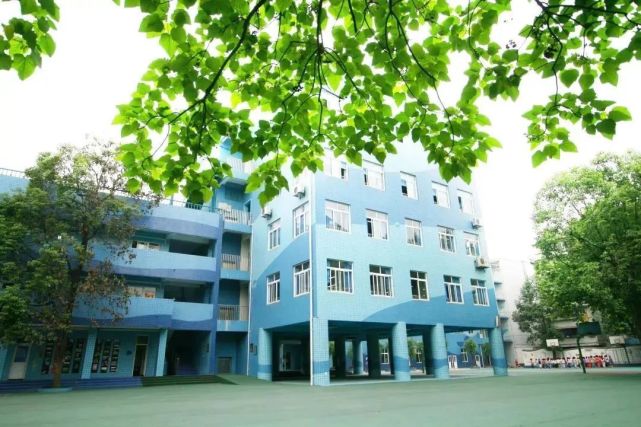 在泡桐树小学读书是什么体验家长分享来了