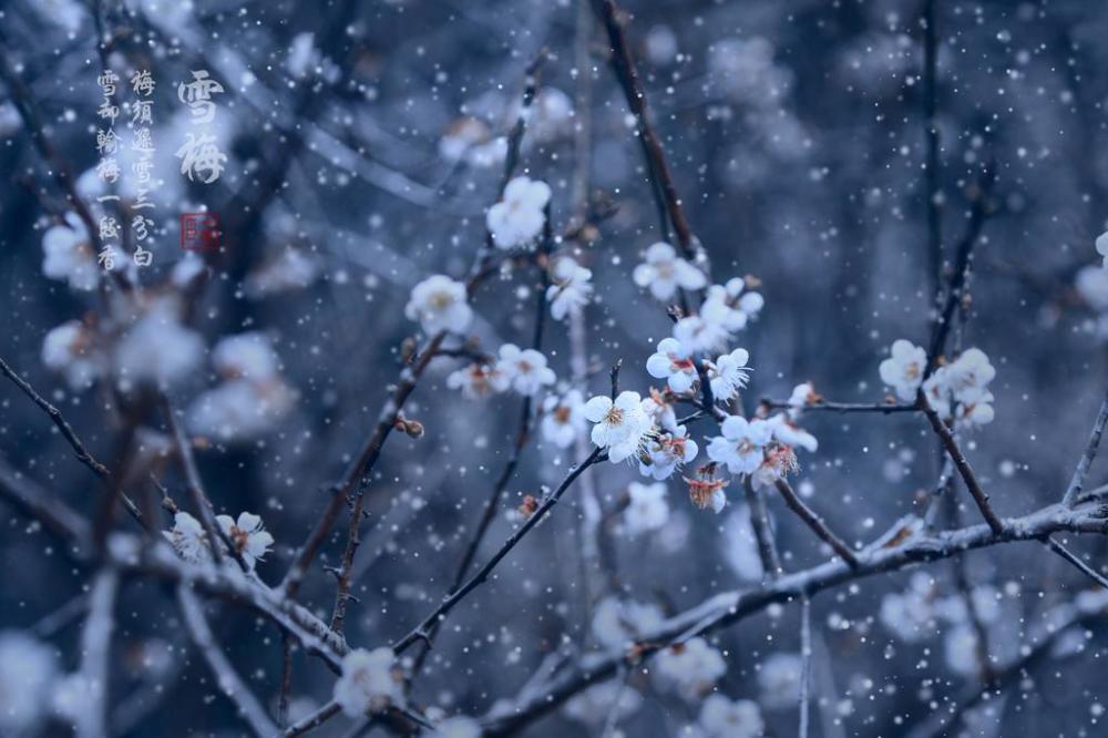 古风系列《雪梅》