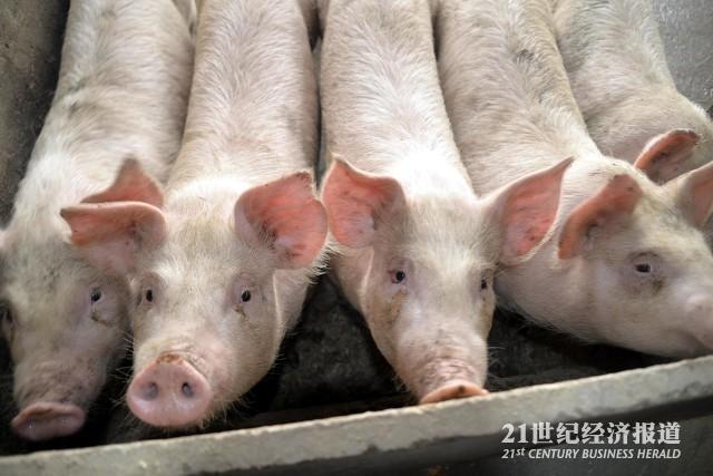 教授网上卖种猪背后：超八成中国猪肉来自国外引种，本土猪种濒临灭绝_腾讯新闻