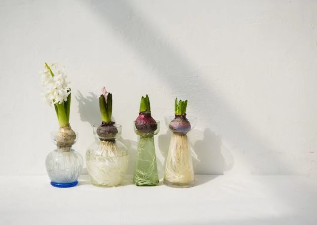 风信子 崭新的生命 丰富的人生 腾讯网