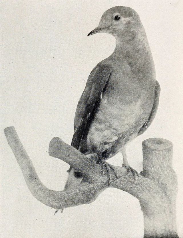 在餐桌上"放"鸽子:吃鸽子人类是认真的|家鸽|鸽子|旅鸽|玛莎·华盛顿