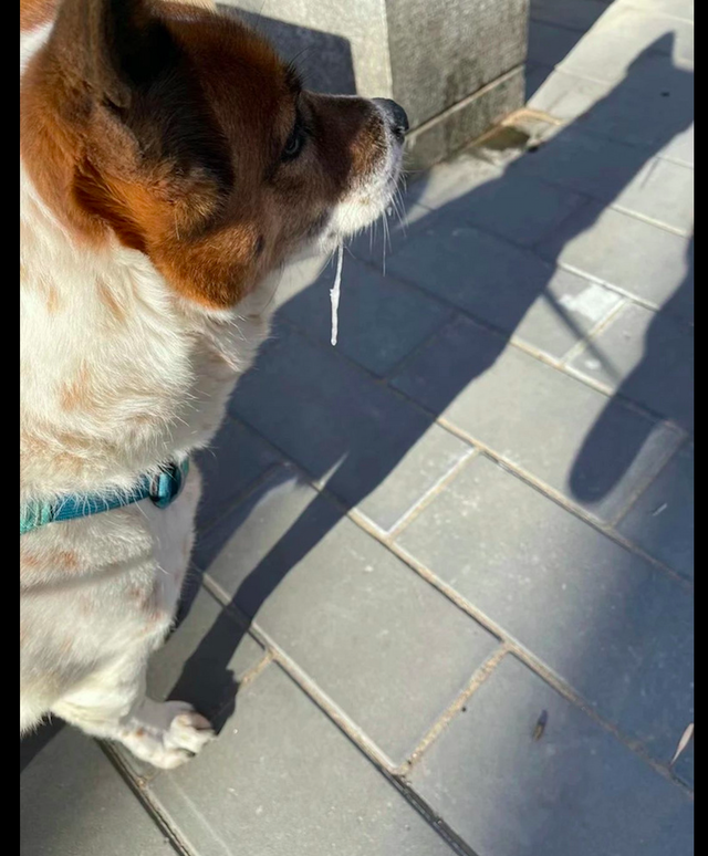 网友带狗狗出门遛弯,它的哈喇子都冻成冰条了,这是有多冷呀!