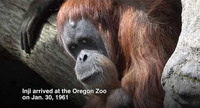 据《每日邮报》报道,世界上年龄最大的猩猩在美国俄勒冈州动物园去世