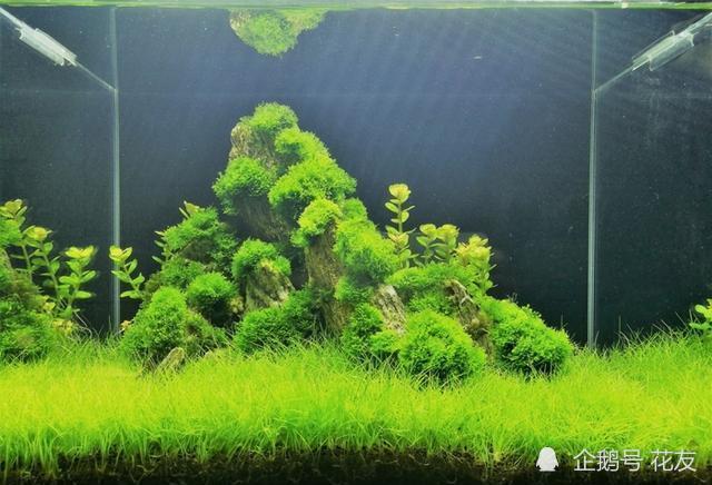 细长如牛毛,又称牛毛,牛毛草,松毛蔺,绒毛头.