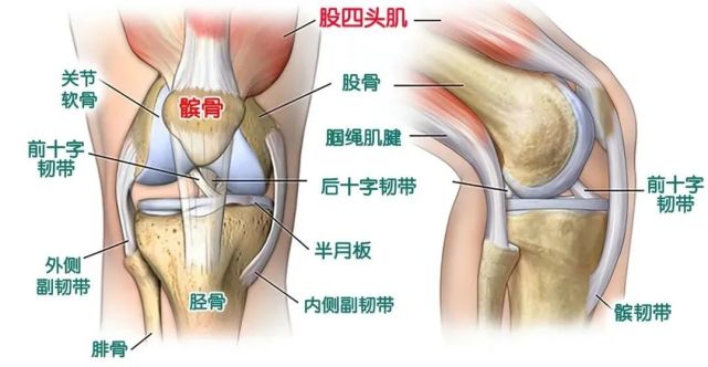 我们可以把膝关节想象成一个"公司,由肌肉,韧带,软骨等"职员"协力