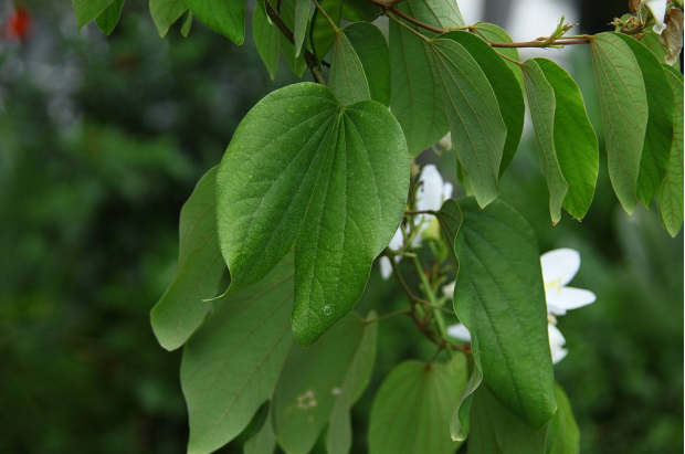 荒野維生野菜系列——白花羊蹄甲