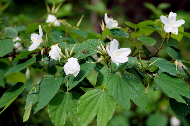 荒野維生野菜系列白花羊蹄甲