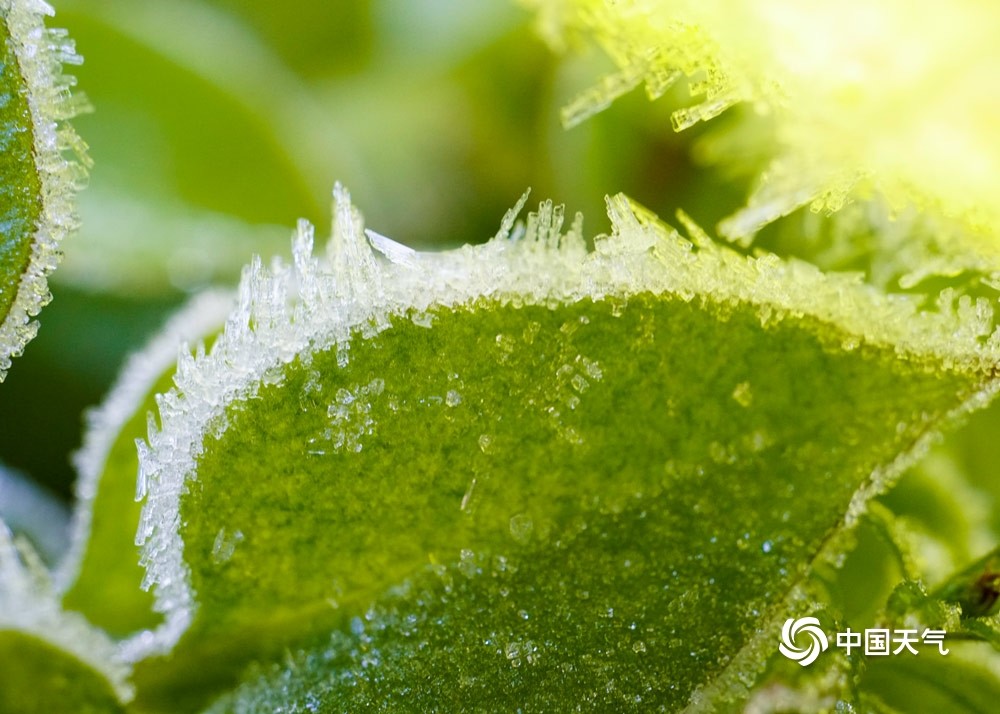 贵州多地出现2021年初霜晶莹剔透美如画