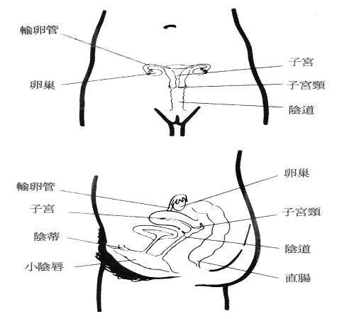 艾灸防治配穴:中脘,神闕,關元,子宮,歸來,八髎,足三里和足三陰.