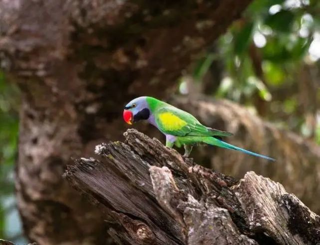 国家二级保护动物:大紫胸鹦鹉