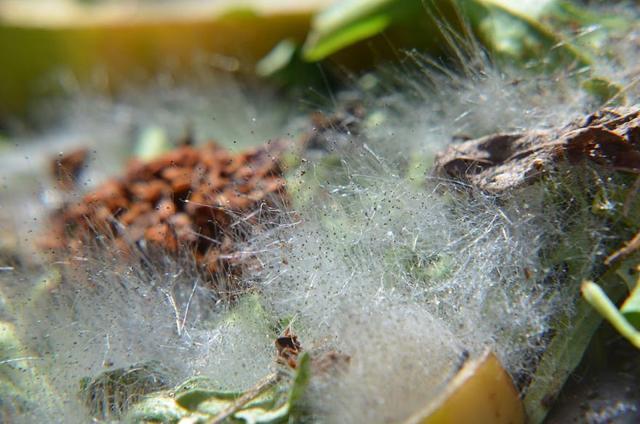 要我做腐乳还要我不感染毛霉这事挺难