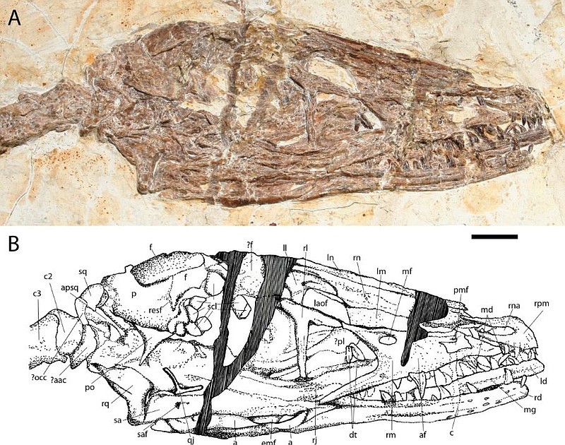 图,图片来自网络图注:捕鱼的舞龙,图片来自网络图注:九佛堂组生态复原