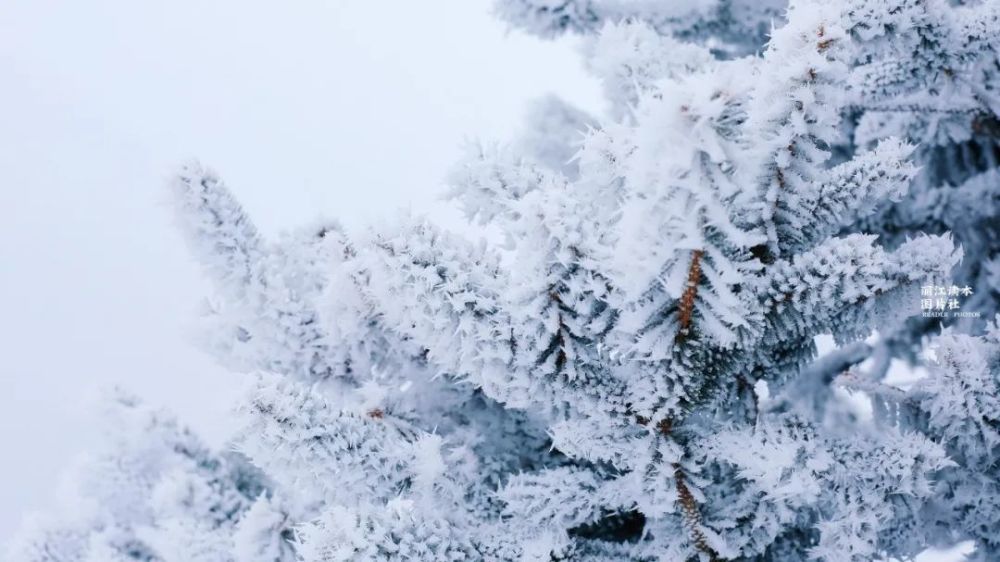 麗江最美雪景圖曝光下雪了麗江人不正常了