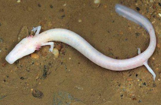 龙会不会一直藏在深海,所以才一直没有被发现?