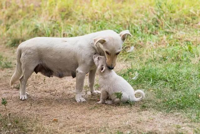 流浪狗妈妈叼着孩子上门求收养,分别时,它的回眸让人心碎