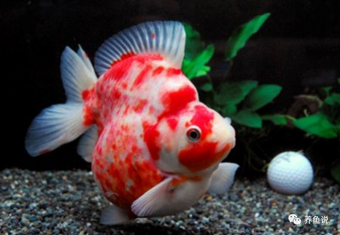 新年开篇大作 金鱼品种大全 最新 观赏鱼比赛也按这归类分组 腾讯新闻