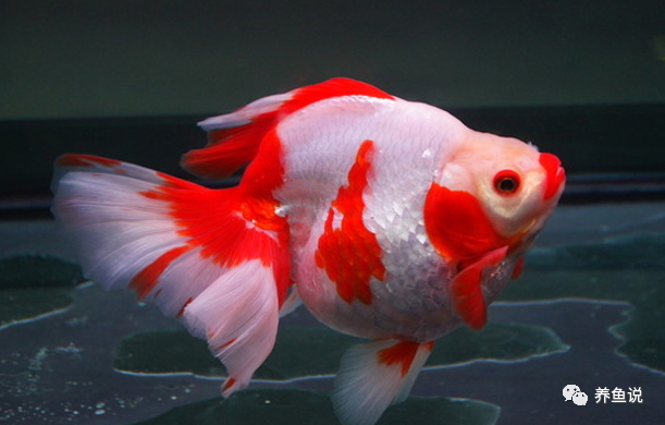 新年开篇大作 金鱼品种大全 最新 观赏鱼比赛也按这归类分组 腾讯新闻