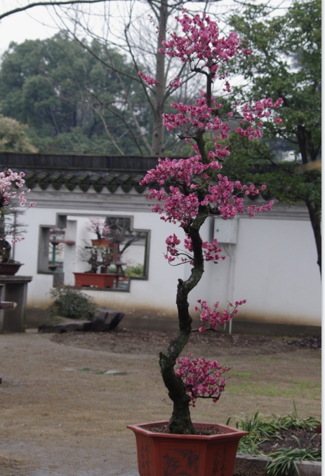 关于梅花我国主要盆景流派的制作手法和特点浅析